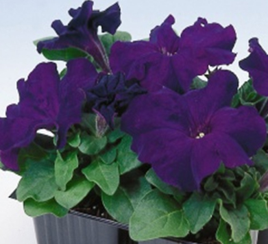 петуния крупноцветковая генетически компактная  petunia grandiflora